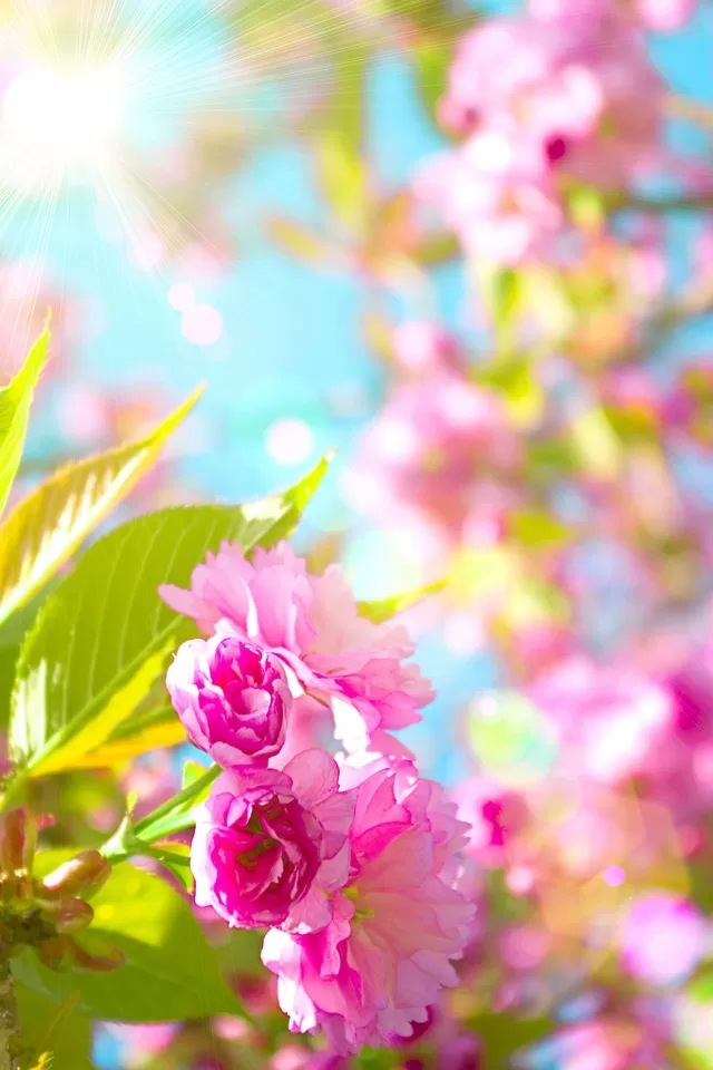 Cherry Blossoms iPhone 4s Wallpaper iPad