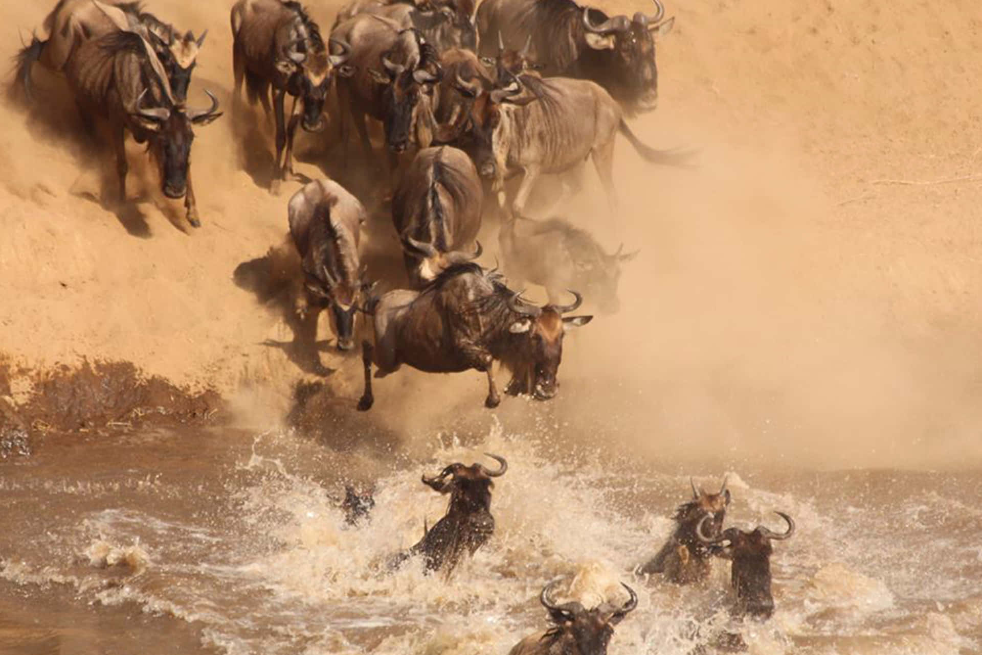 A dramatic scene of wildebeest migrating across a muddy river, kicking up dust and water as they leap into the water
