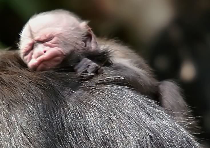 Free download Pictures of Monkeys Spider Monkey Baby Capuchin Monkey  Squirrel [735x519] for your Desktop, Mobile & Tablet | Explore 49+ Puppy  Monkey Baby Wallpaper | Baby Monkey Wallpaper, Monkey Wallpapers, Monkey  Wallpaper