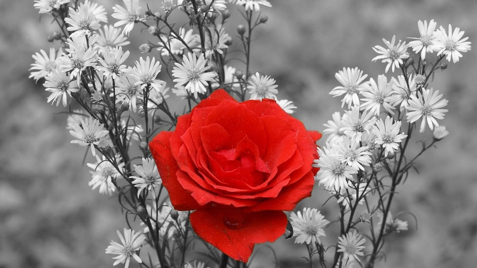 Flower HD Wallpaper