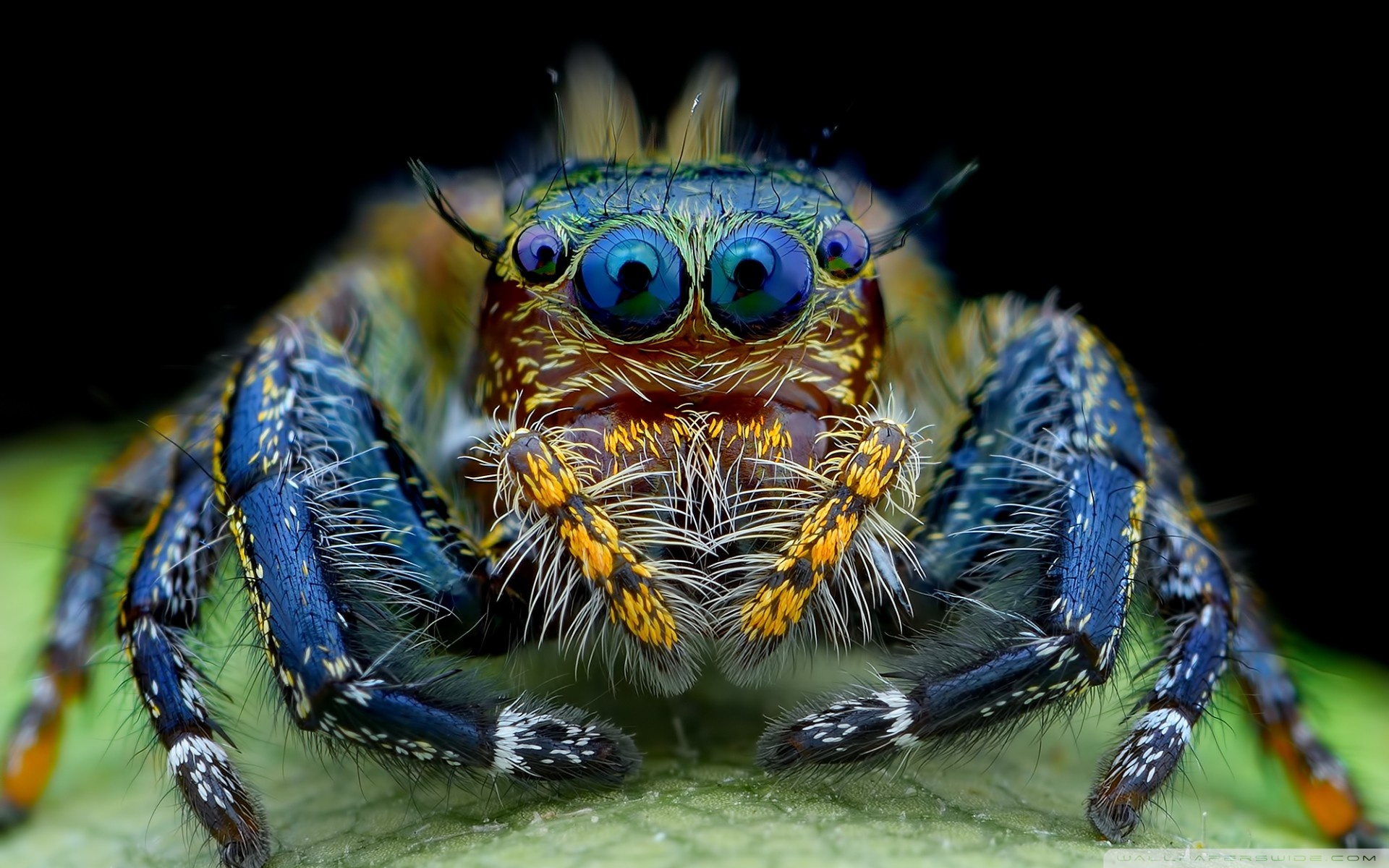 Jumping Spider Macro Insect HD Wallpaper