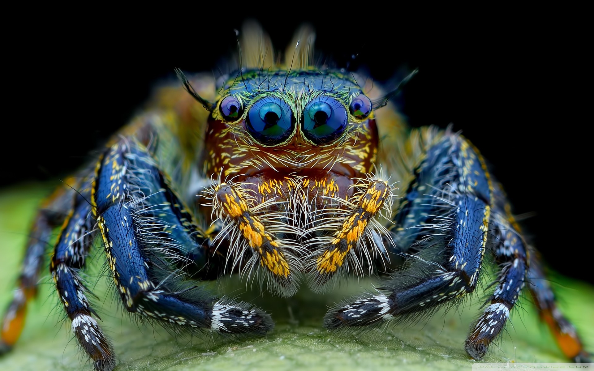  Free Download Jumping Spider Macro Insect Hd Wallpaper By bibarra 