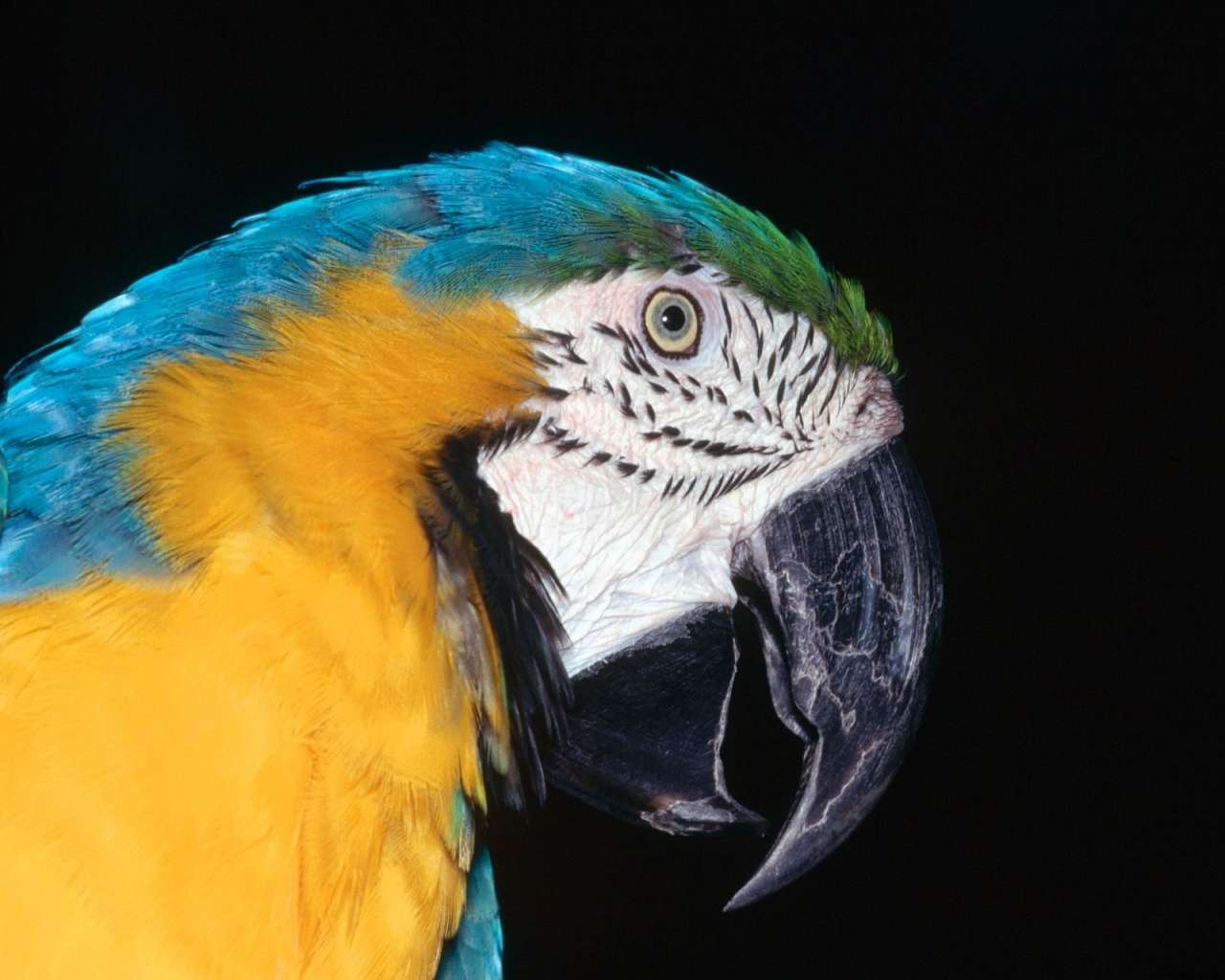 Blue And Yellow Macaw HD Wallpaper