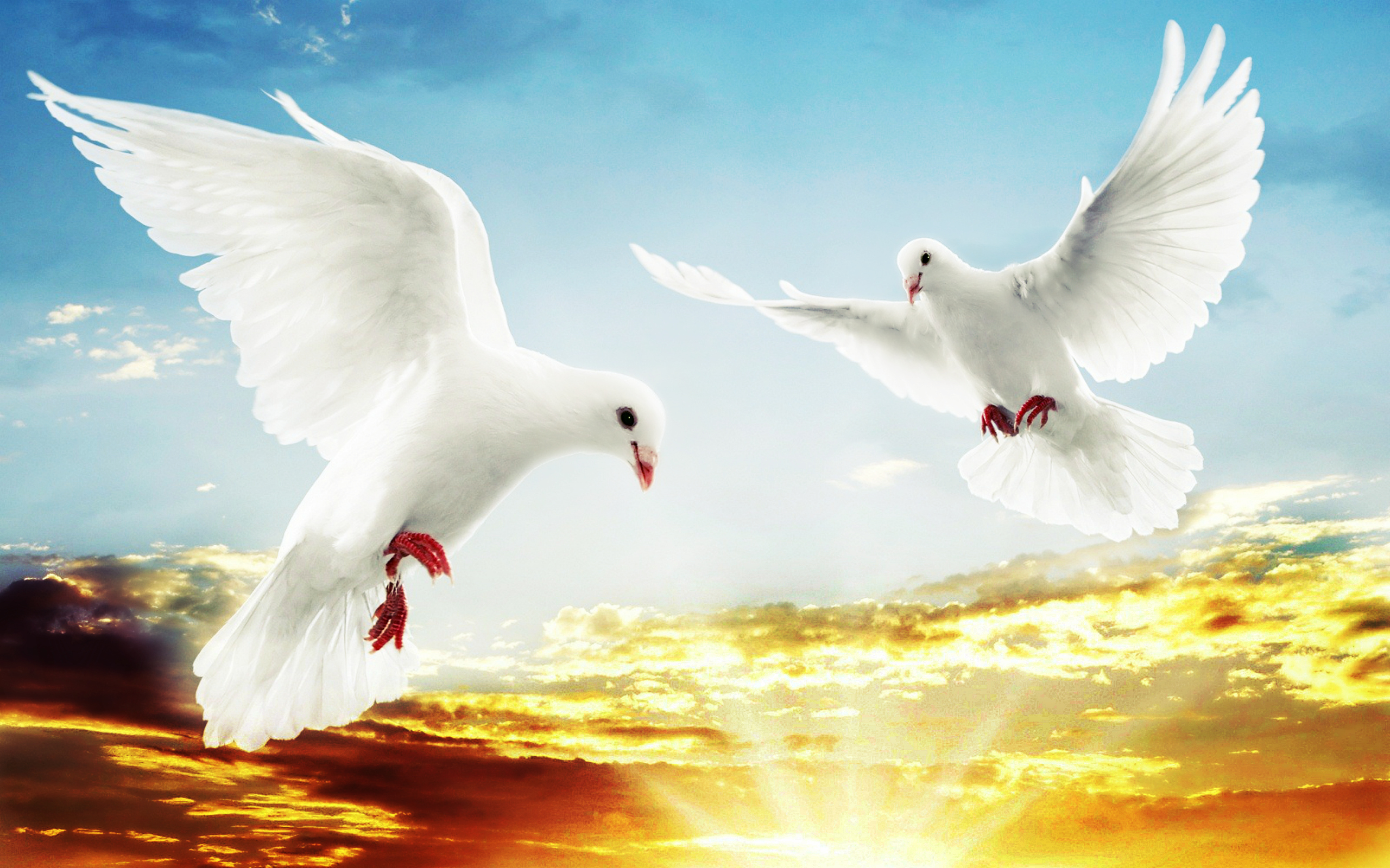 White Doves Flying Good Morning Image New Style HD