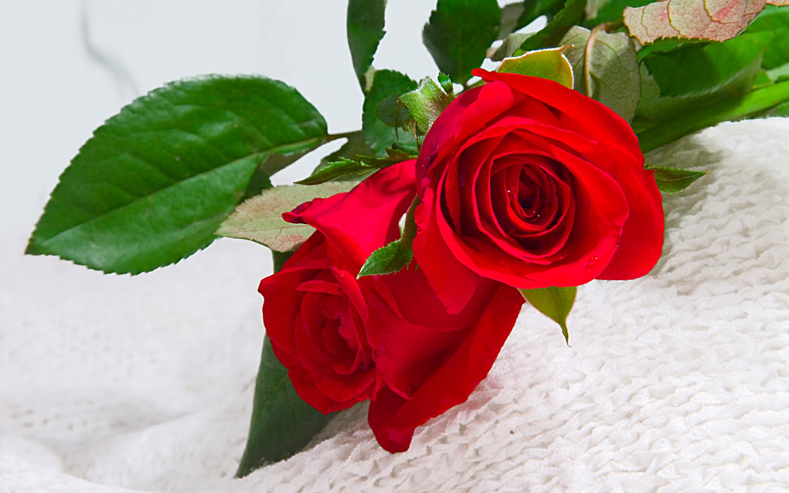 Flowers Photo And Wallpaper Red Rose Flower