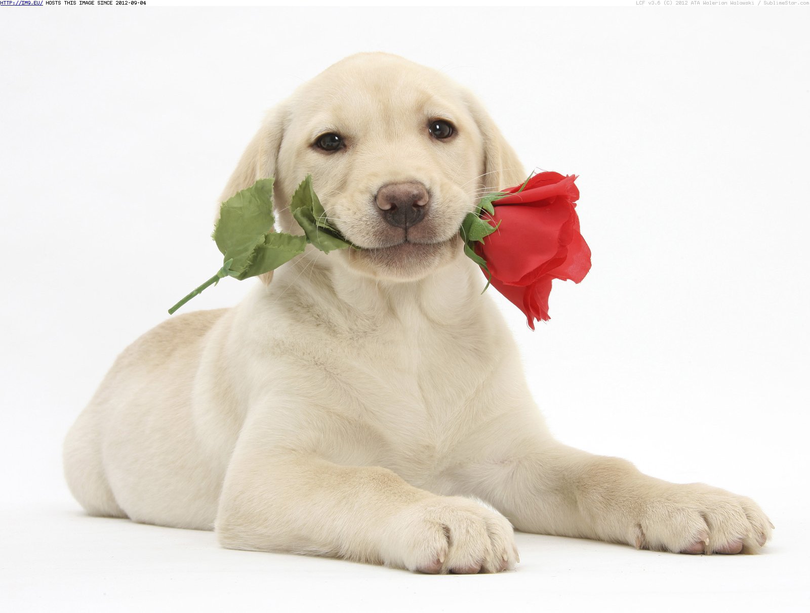 Saint Valentines Day Dog With A Rose On Valentine S