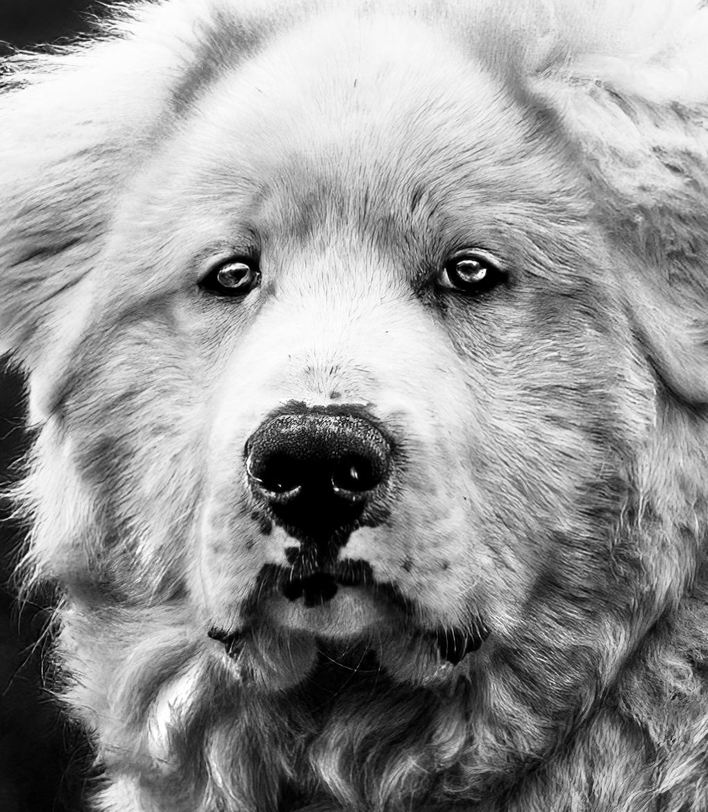 Portrait D Un Patou Par Yaccopro Wallpaper