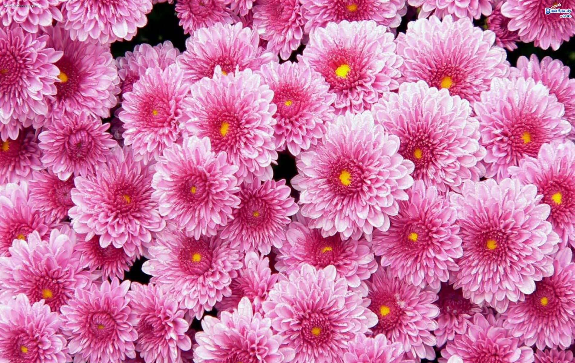 Flower Background Wallpaper Pictures Image