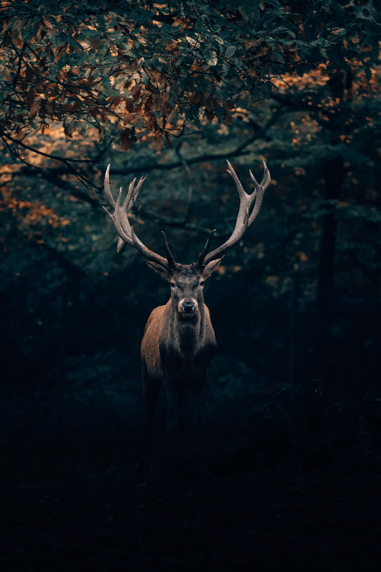 Deer Desktop Wallpaper