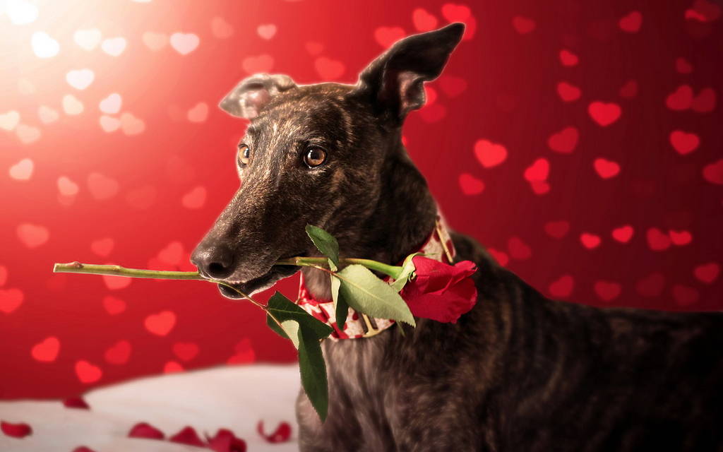 Loving Dog Wallpaper Big Dogs Valentine S Day