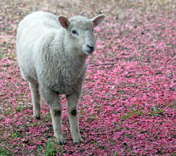 Walking Across A Pink Petal Carpet I Couldn T Stop Thinking About It