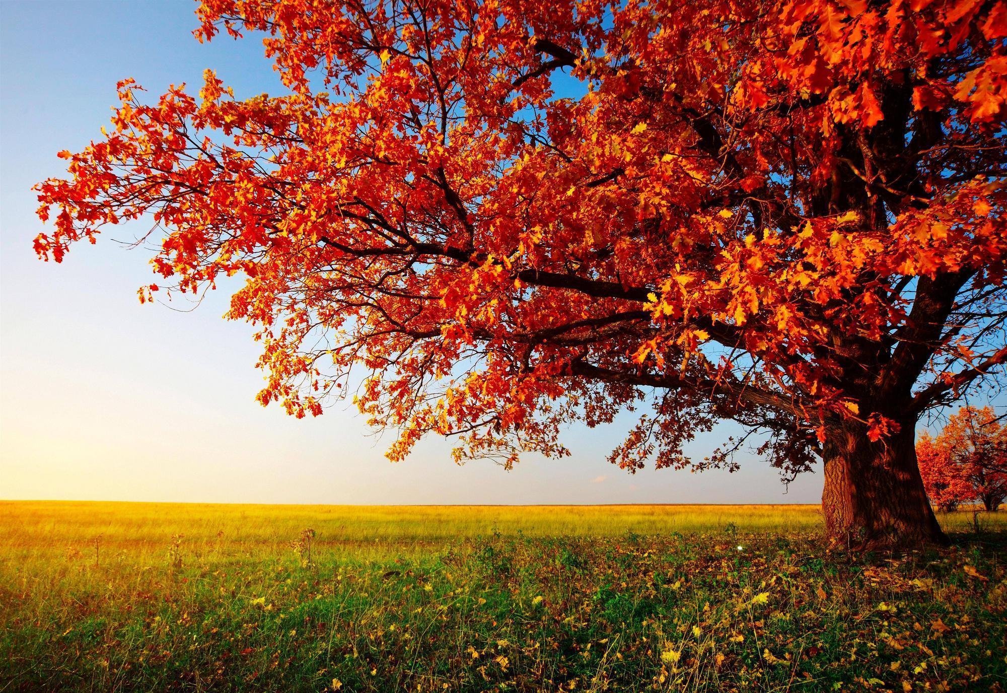 🔥 [75+] Free Desktop Wallpapers Trees | WallpaperSafari