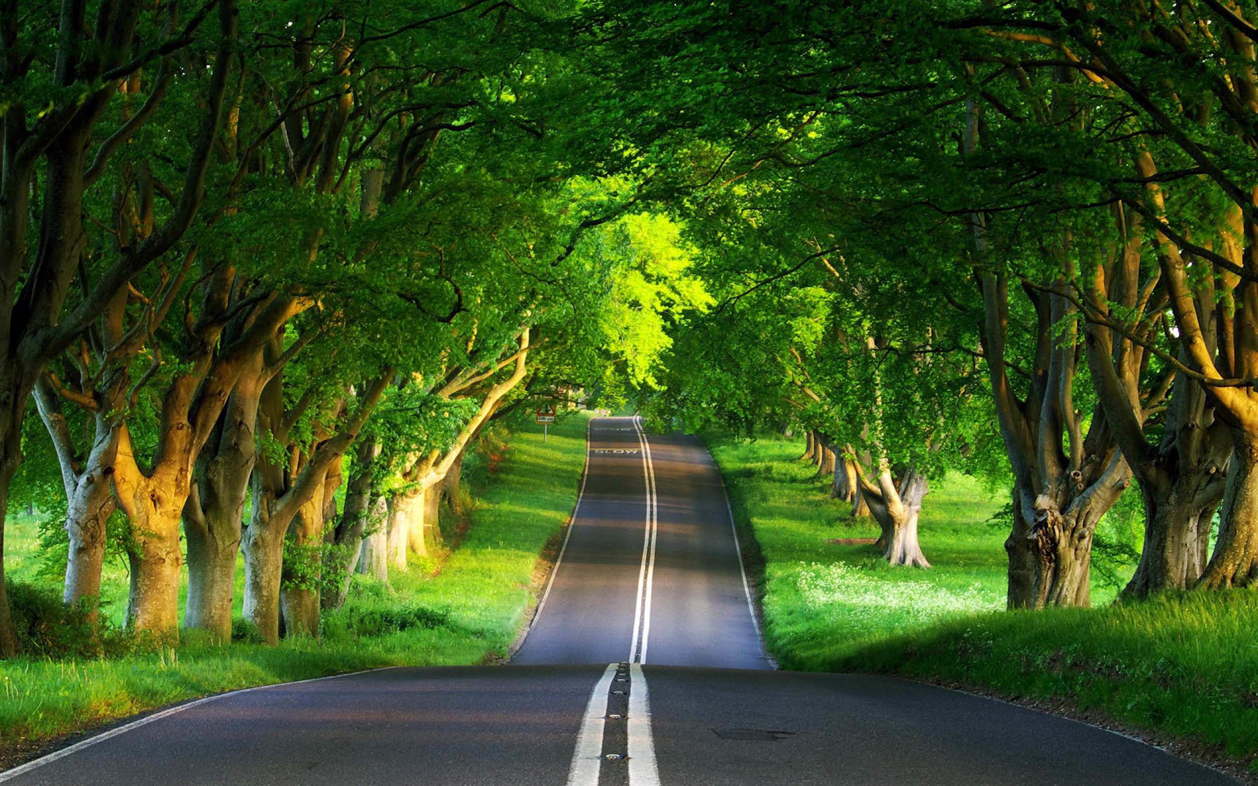 Amazing Forest Road Photos Desktop Image Background