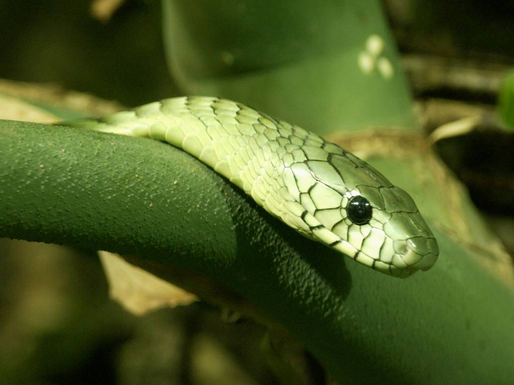 Green Reptiles Snake Animals Wallpaper