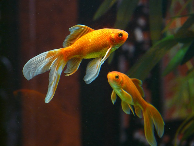 Veiltail Fish Goldfish Swim Aquarium Public Domain Pictures