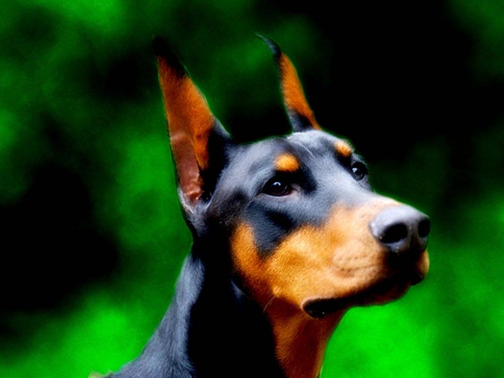 Doberman Dog Wallpaper HD Background High