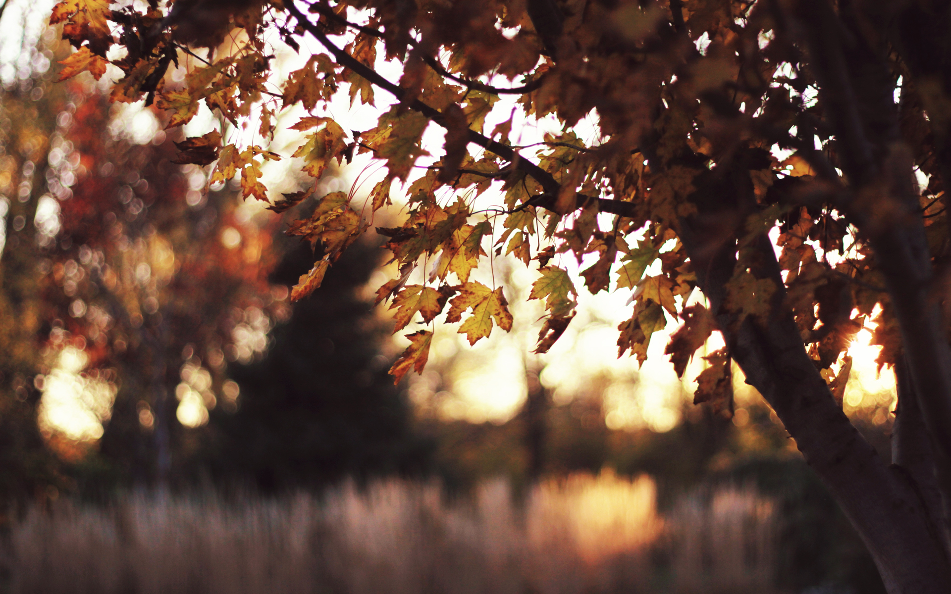 Free download sunset grass paint glare light time wallpaper [1920x1200] for your