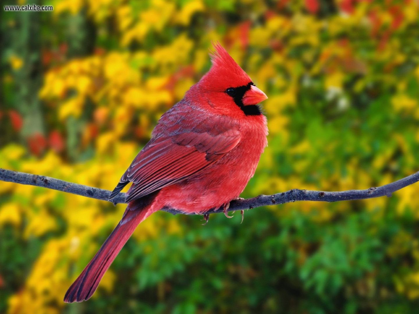 Red Bird HD 1080i Wallpaper