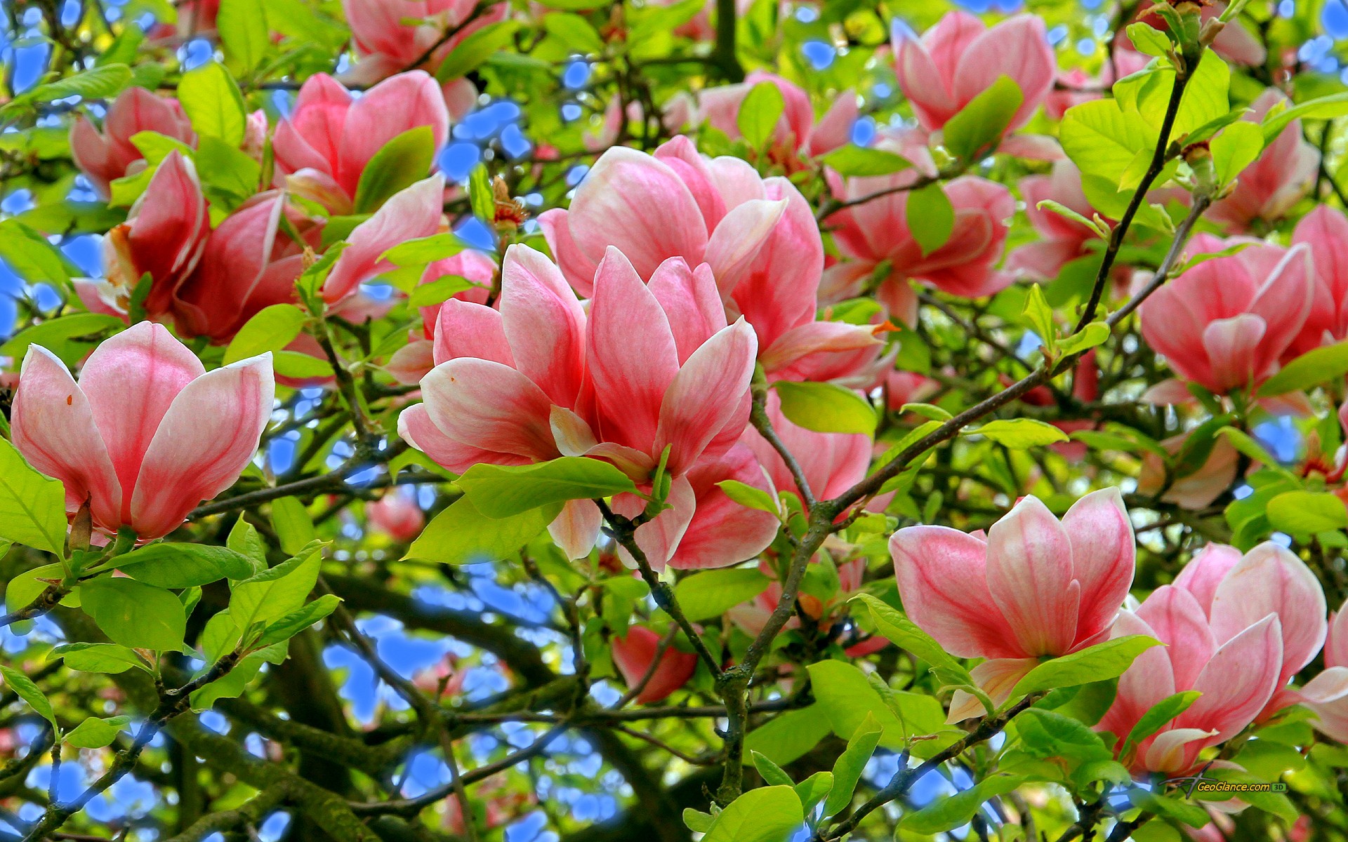 Fond Ecran Nature Fleur Printemps Magnolia Wallpaper HD