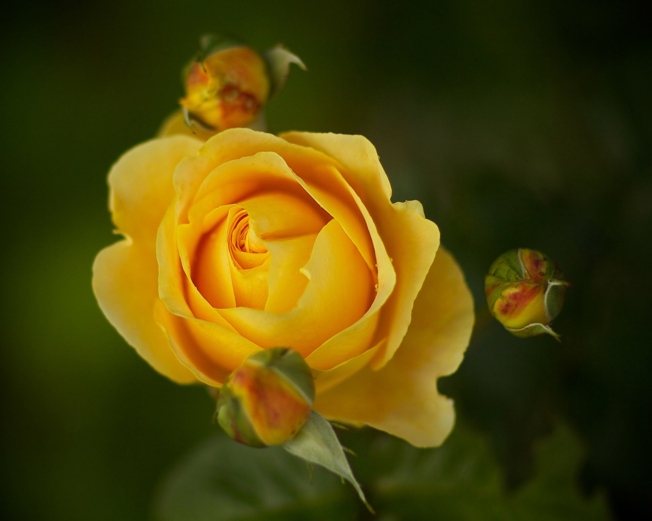 Yellow rose 1280x1024 wallpaper download page 201377