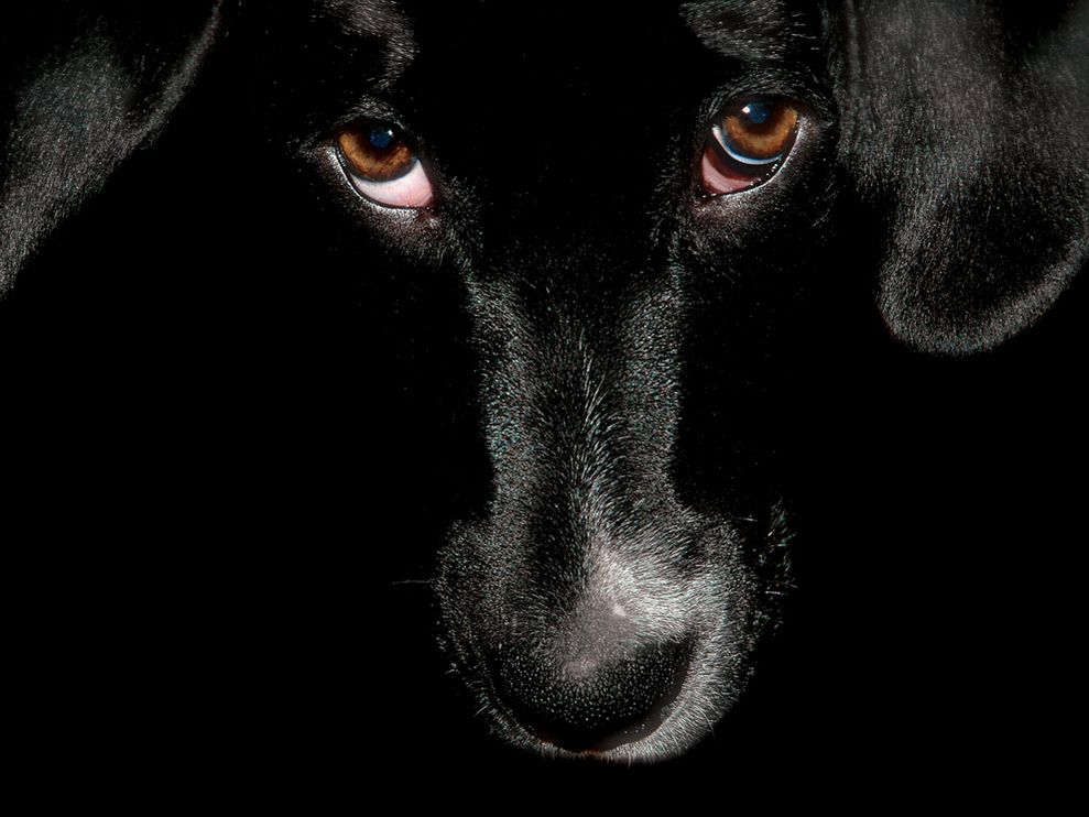 Unique Animals S Black Dog Wallpaper For Desktop