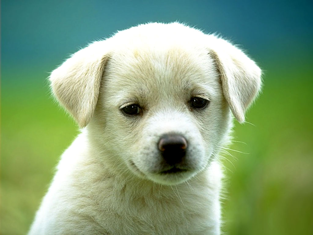 Cute little puppy dog Labrador Wallpaper for your Computer Desktop
