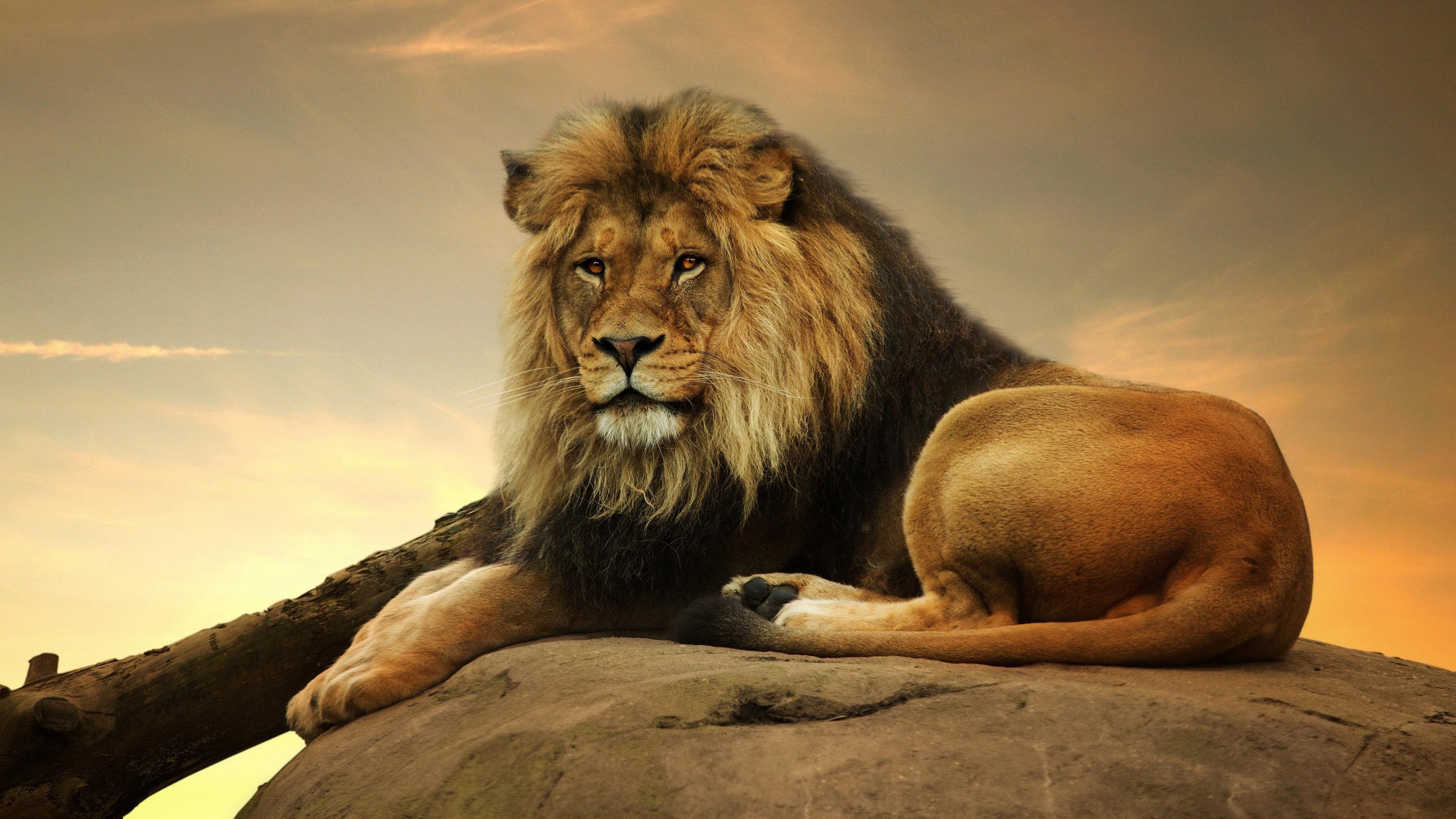 Male Lion 4k Resolution Desktop Wallpaper HD Background