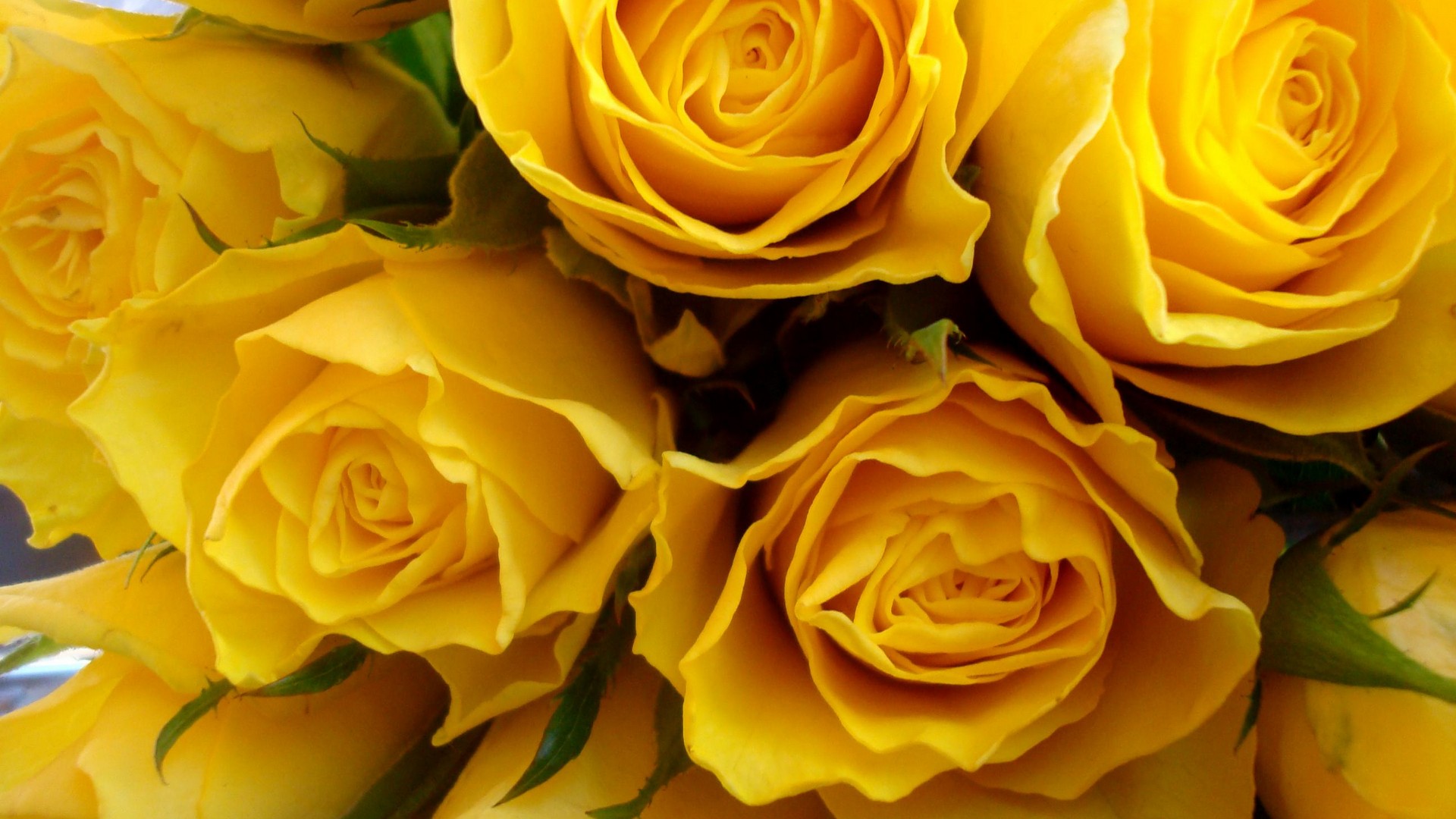 Close-up of a bouquet of vibrant yellow roses, showcasing their delicate petals and rich color