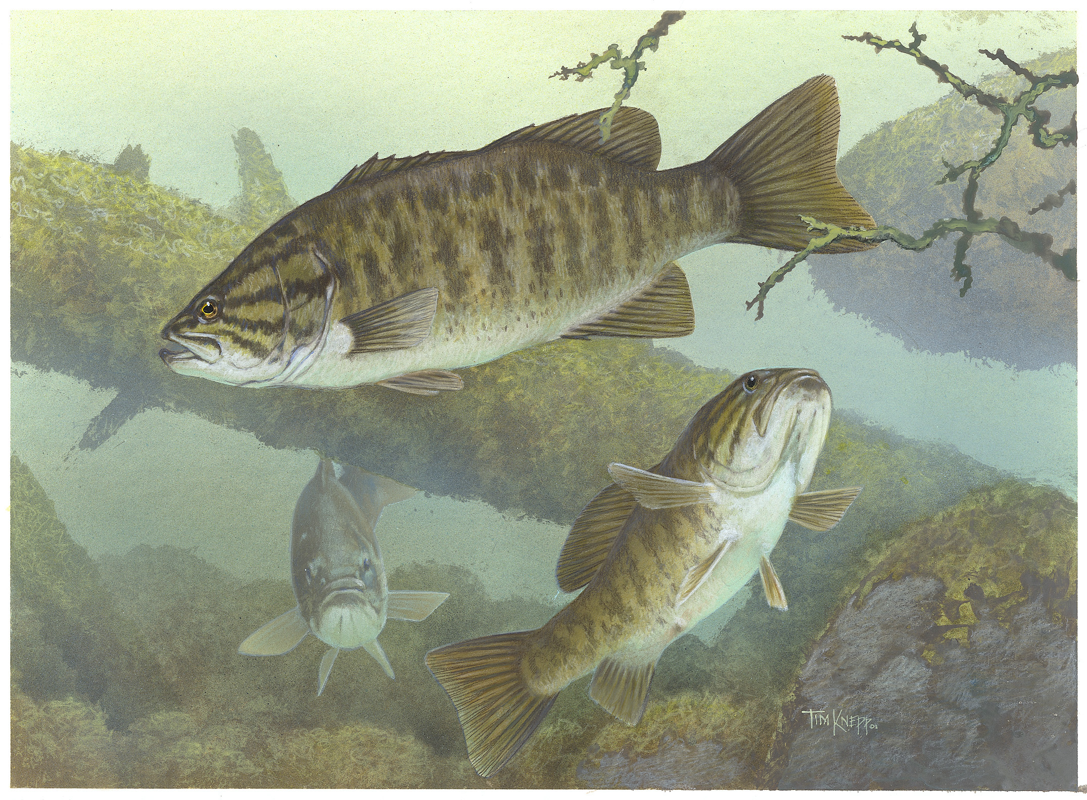 Smallmouth bass public domain image   click to follow to original
