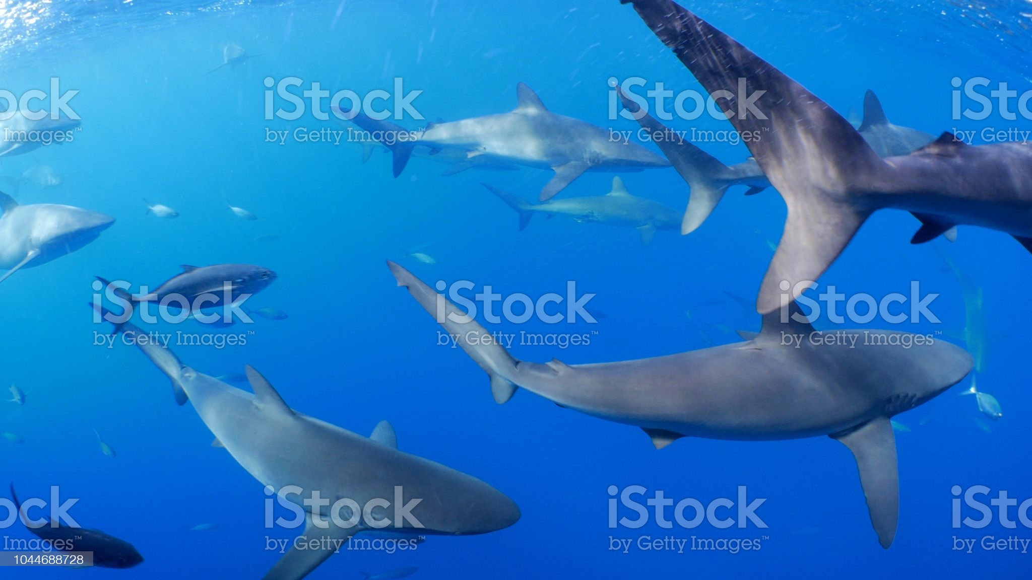 School Of Galapagos Sharks Tracing The Ship Stock Photos
