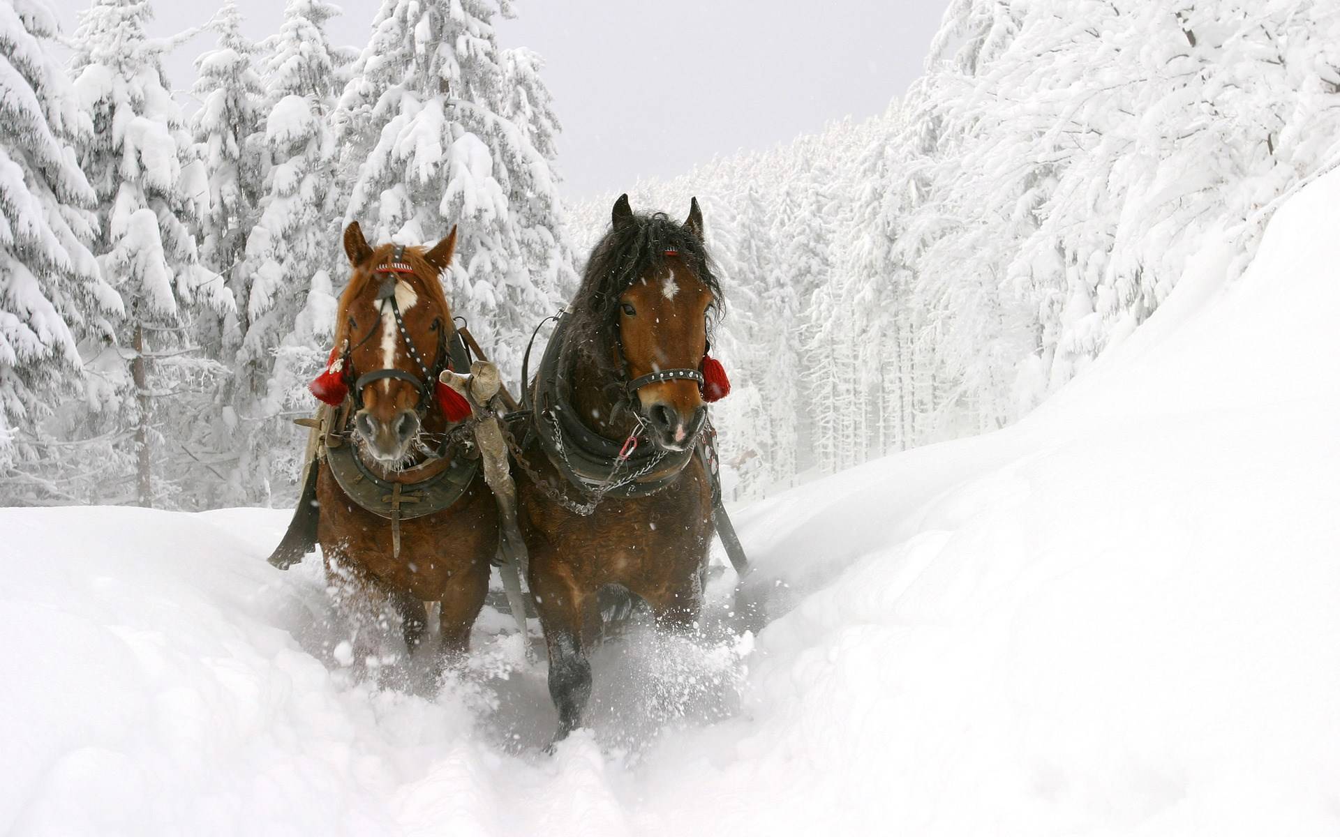 Winter Beautiful Horses Wallpaper