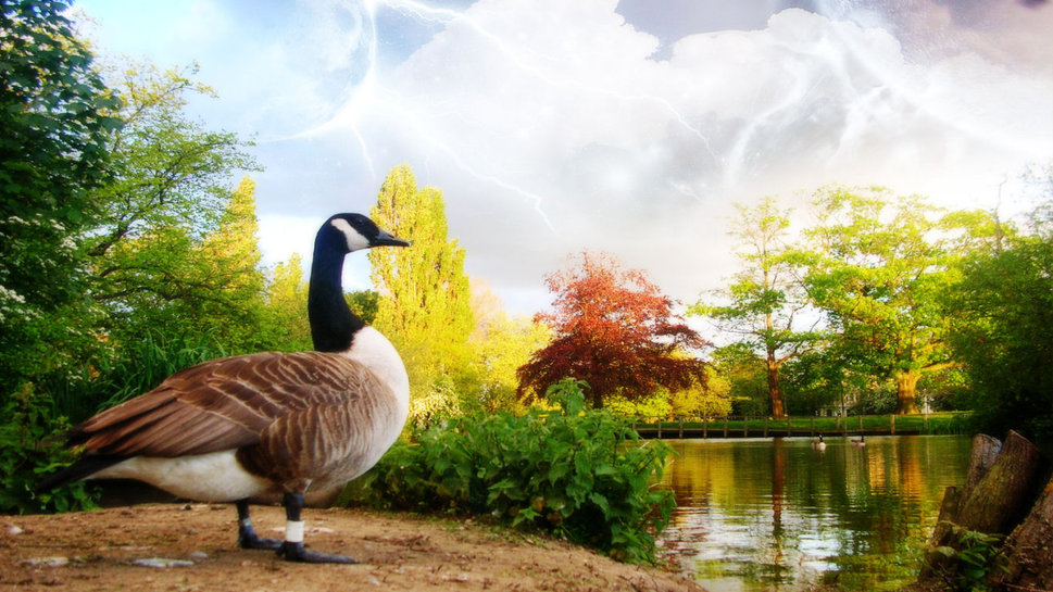 Canadian Goose by the Lake wallpaper