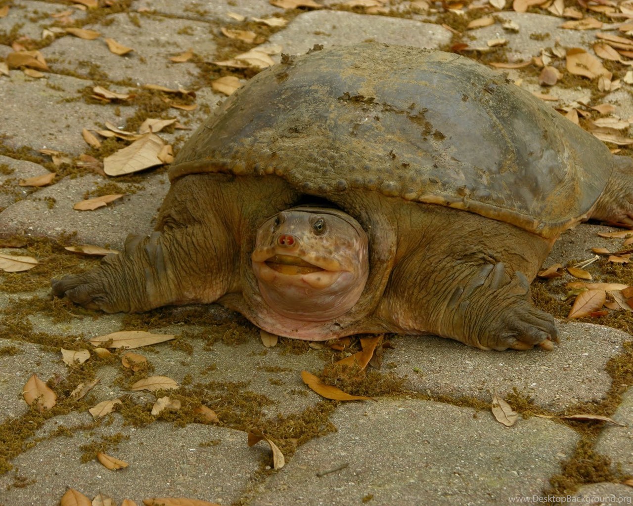 Watson Website The Ugliest Creature In Whole World Desktop