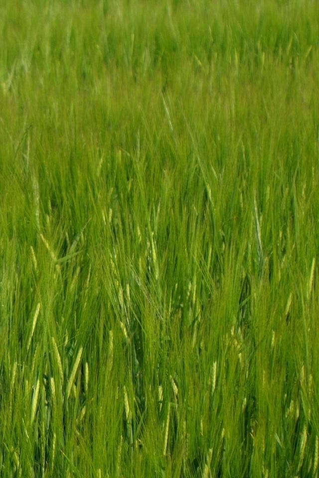 HD Wallpaper For iPhone 4s Grass