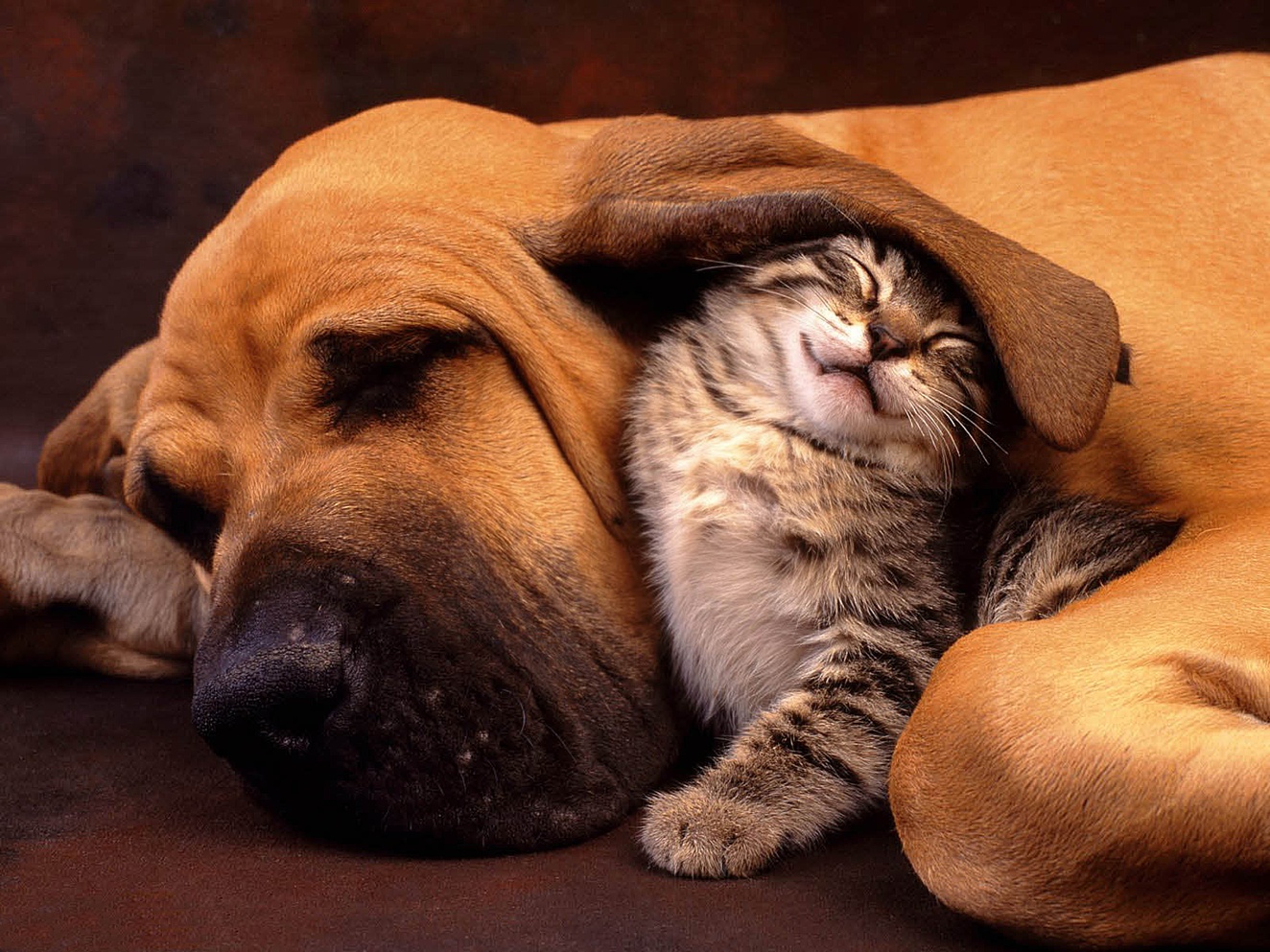 Pin Wallpaper Cat And Dog