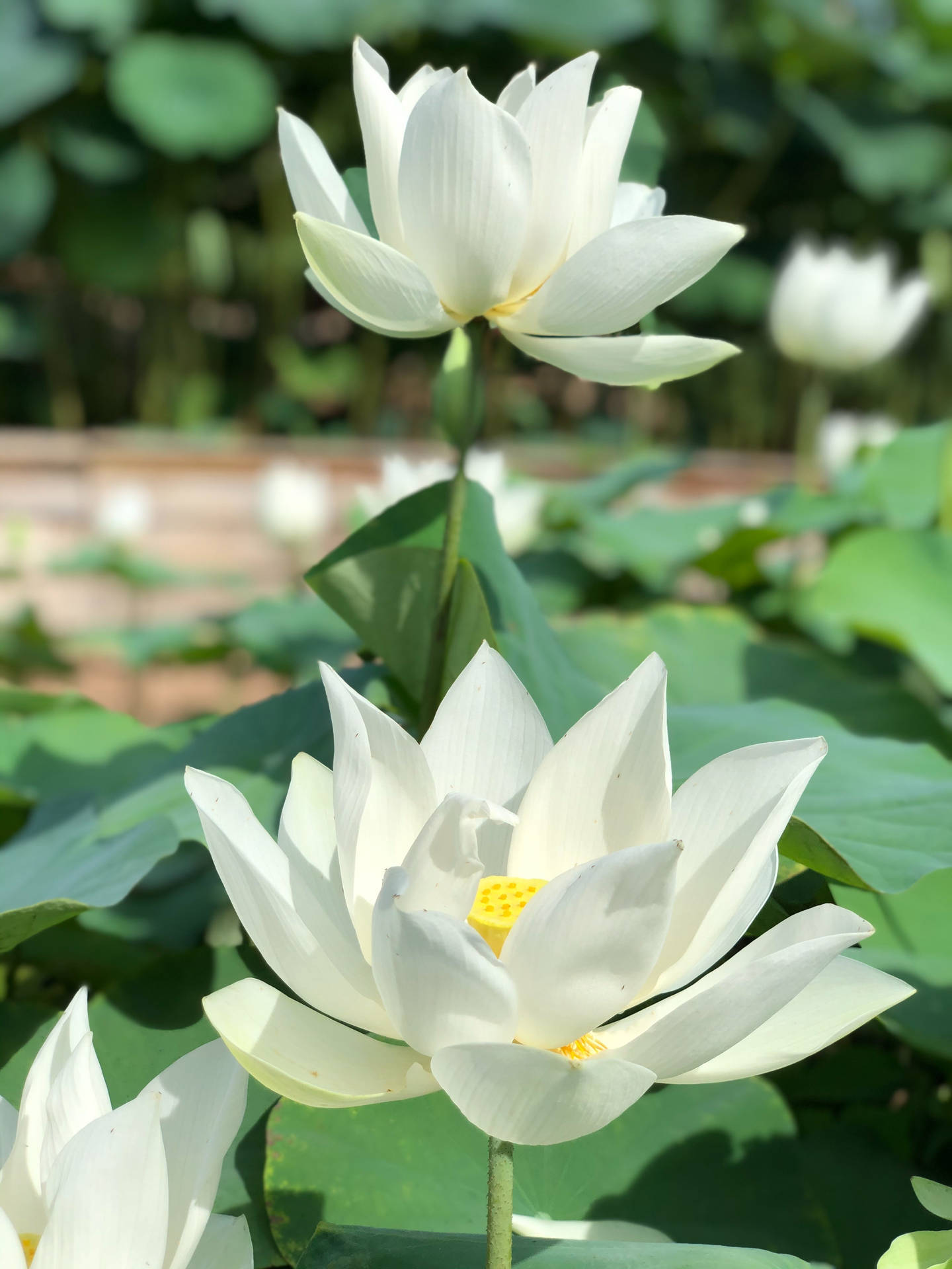 White Sacred Lotus Under The Sun Wq9p3wlzjc8794q5 Wallpaper