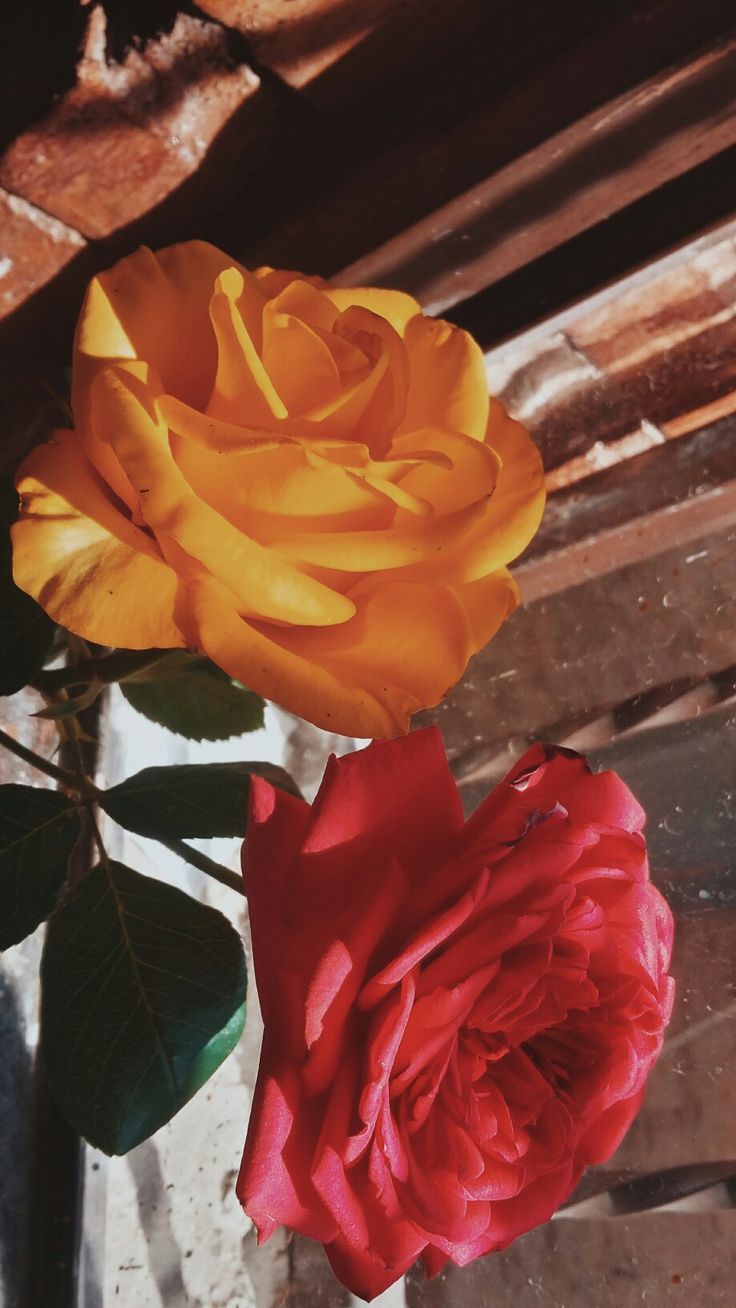Yellow Aesthetic Wallpaper Flowers