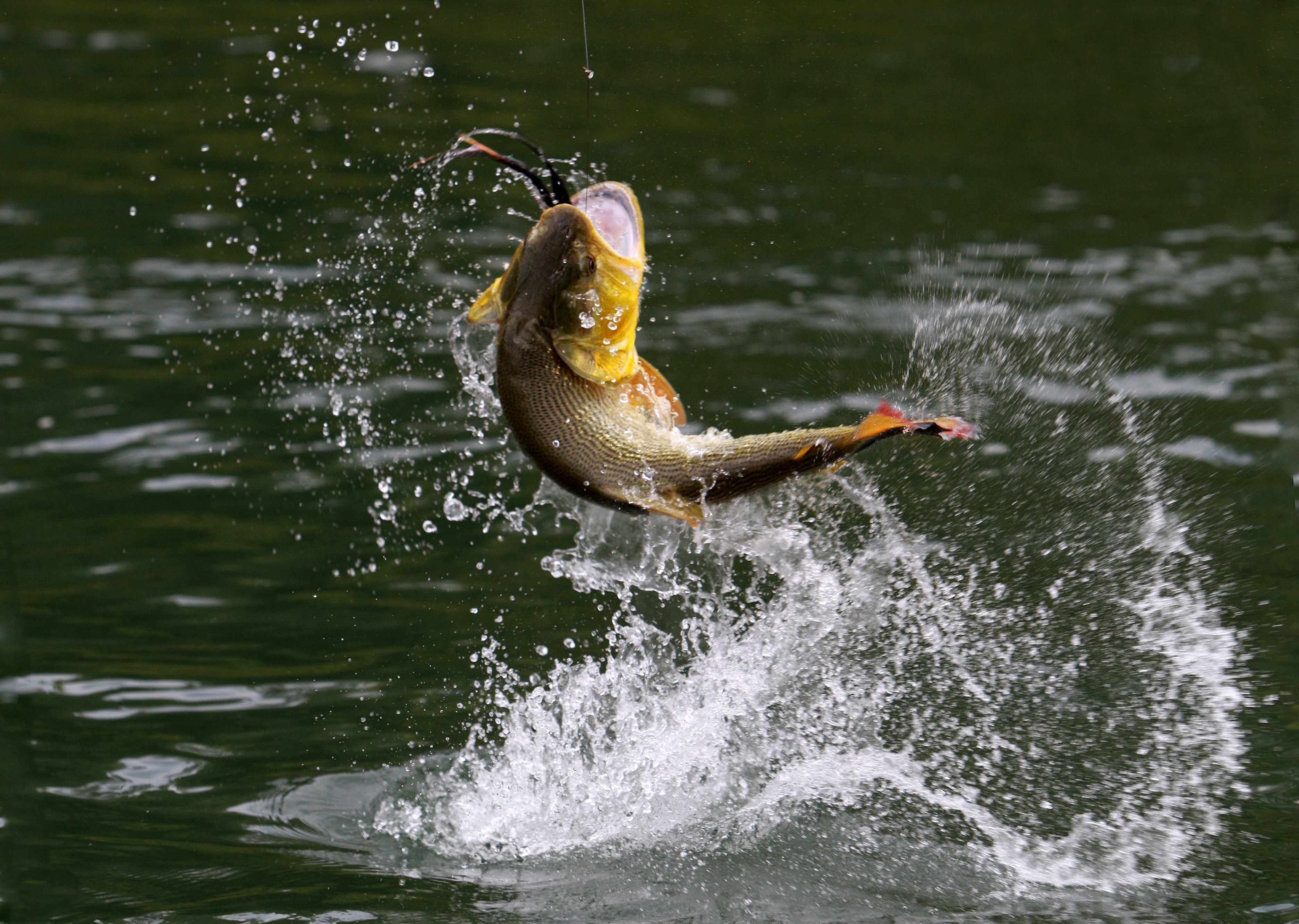 bass fish jumping