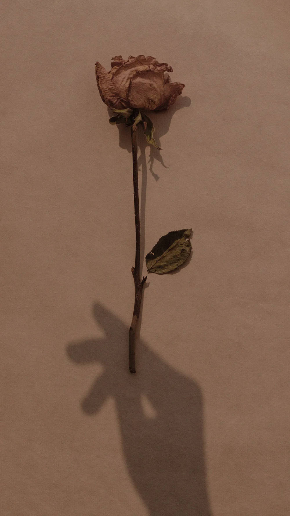 Aesthetic Brown Wallpaper