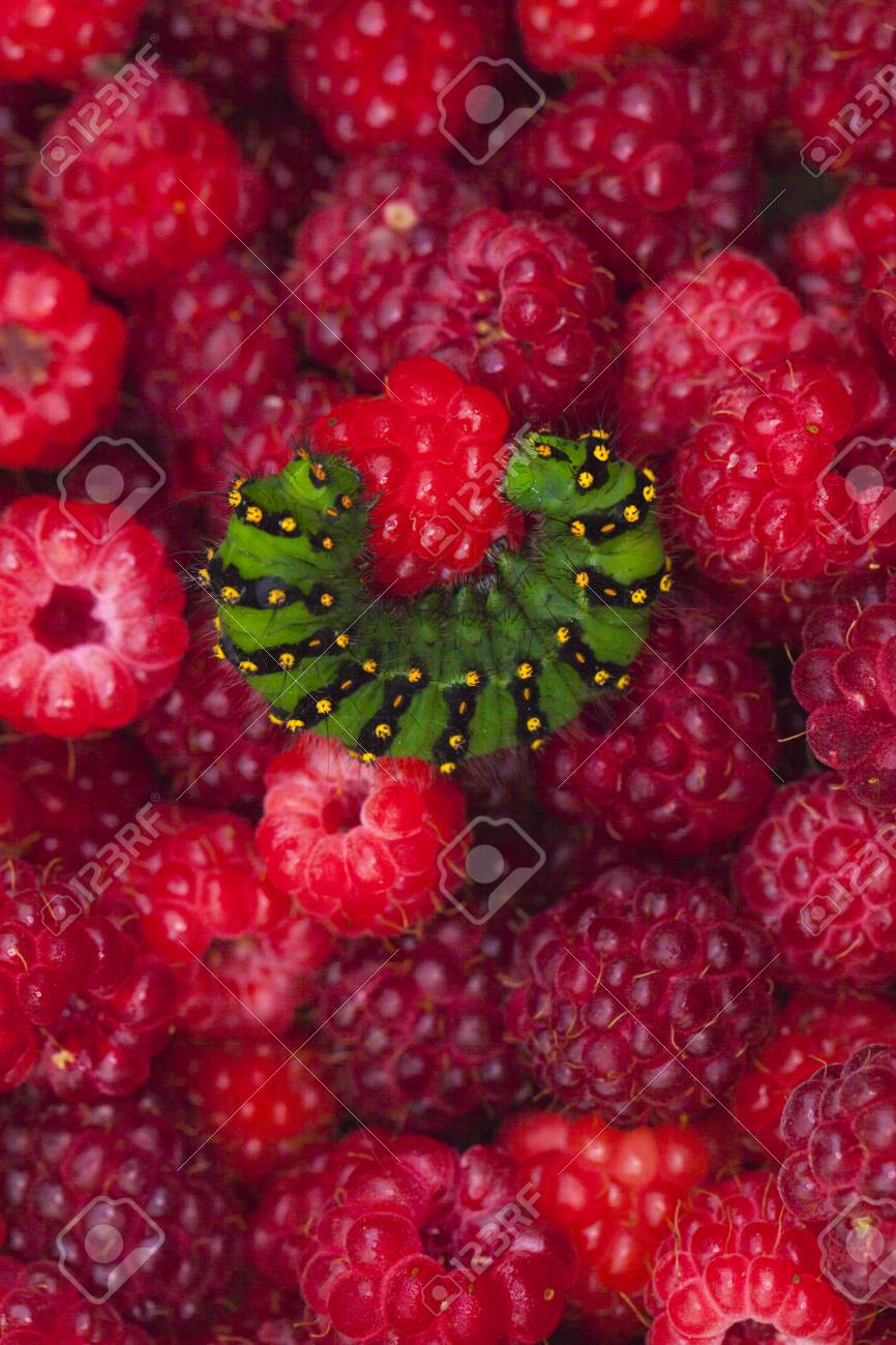 Green Caterpillar On Raspberry Background Stock Photo Picture And