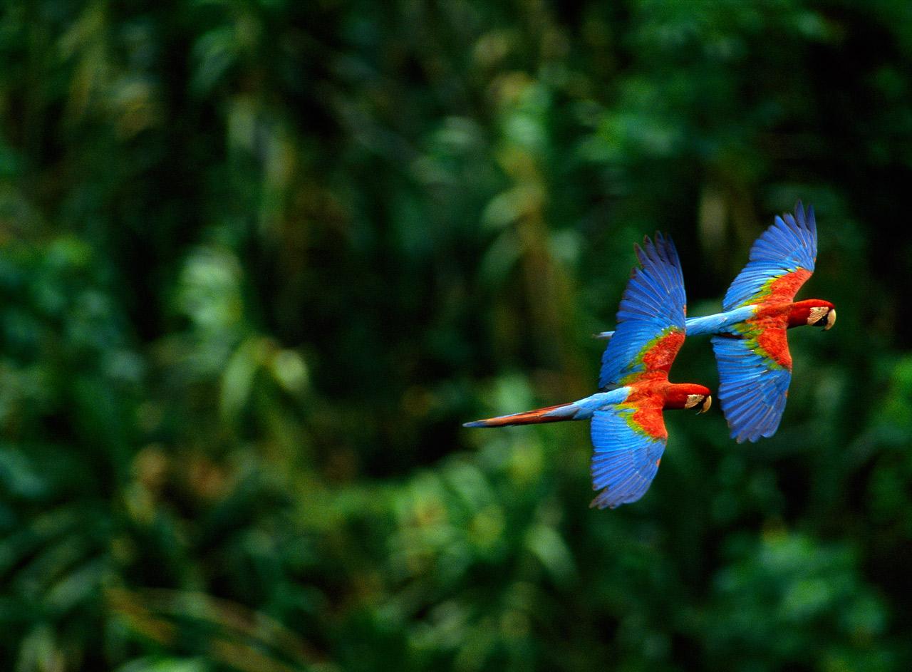 Macaw Parrot Wallpapers   Funny Animals