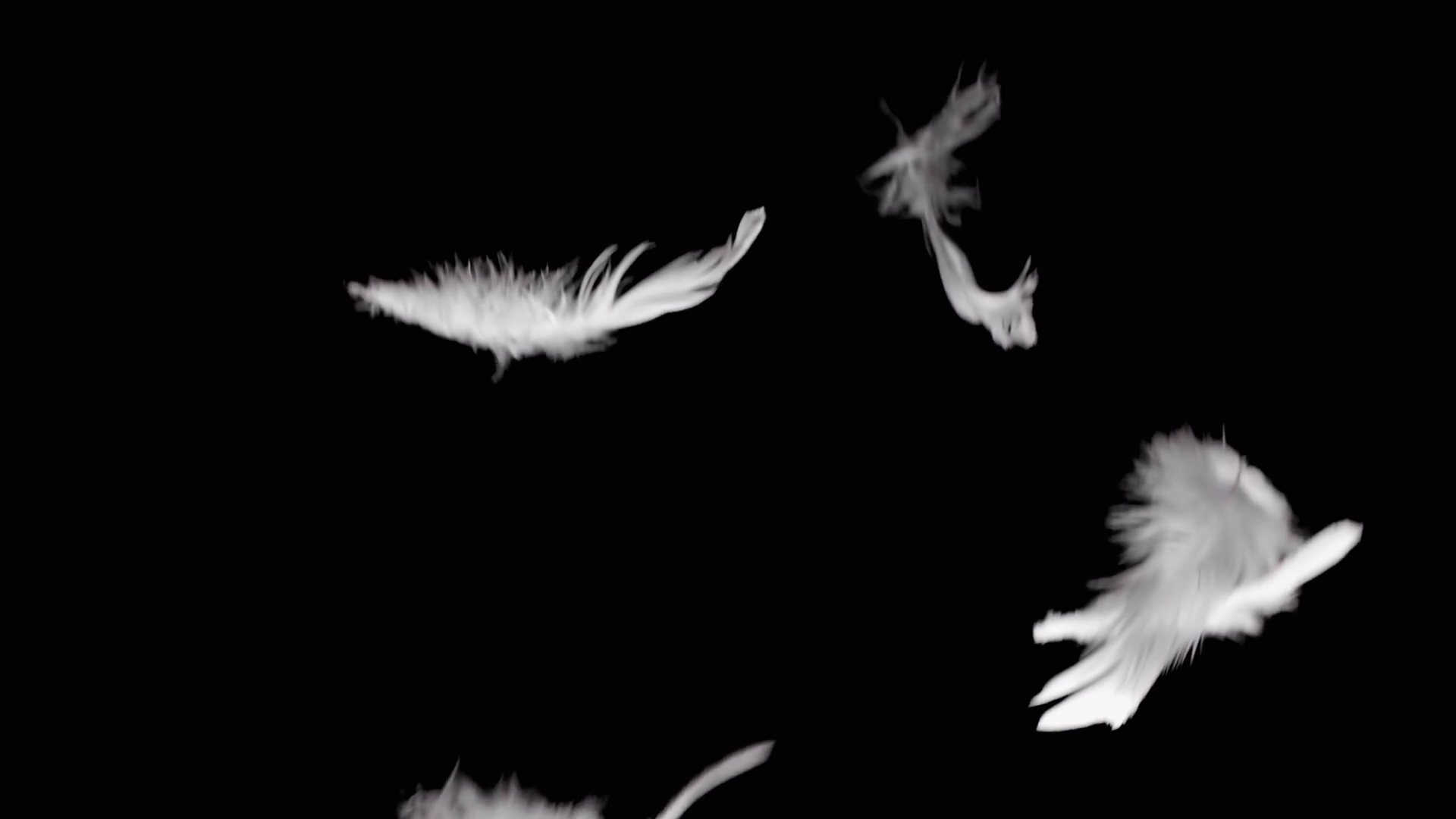 White Feathers Falling Down On Black Background Stock Video