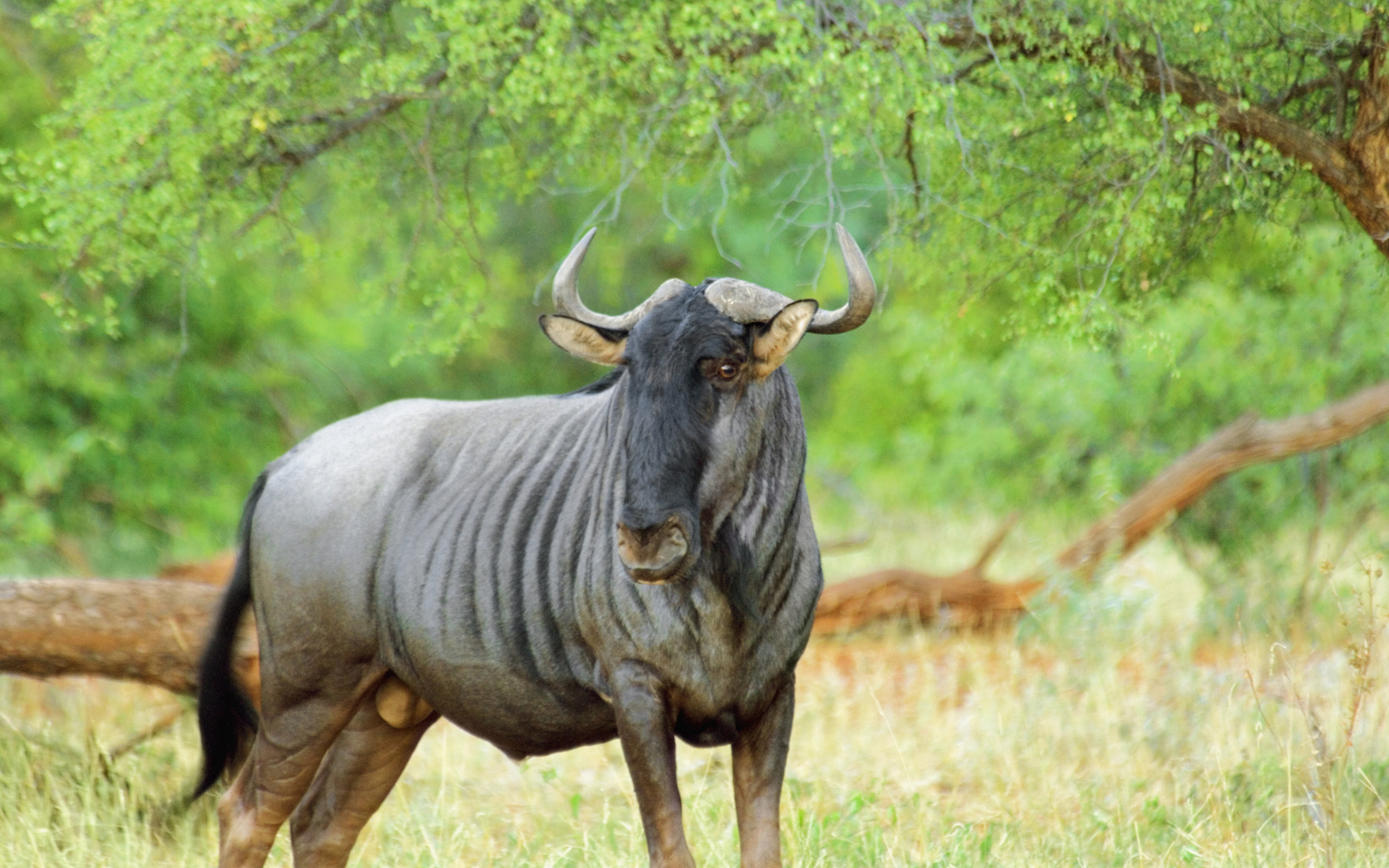 A majestic wildebeest stands alert in its natural habitat, showcasing its distinctive stripes and powerful horns