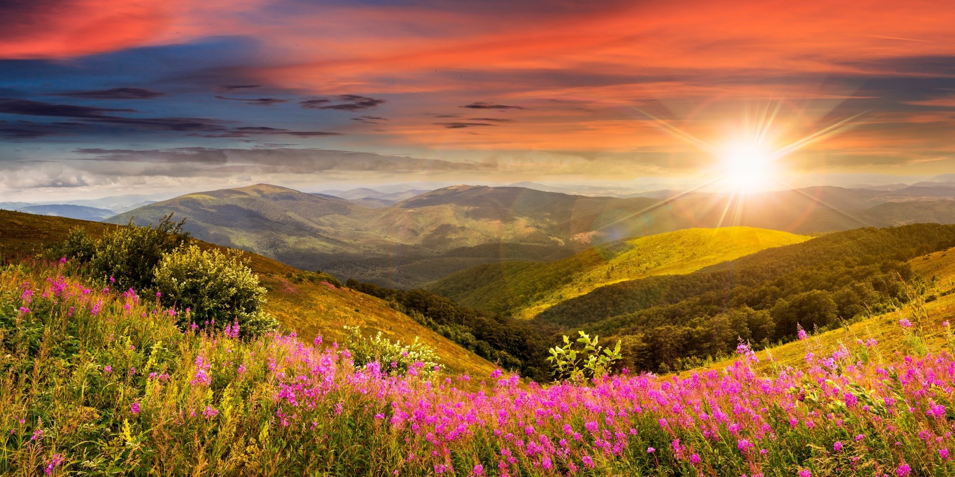 Sunrise Over Pink Wildflowers In Mountain Meadow Wallpaper