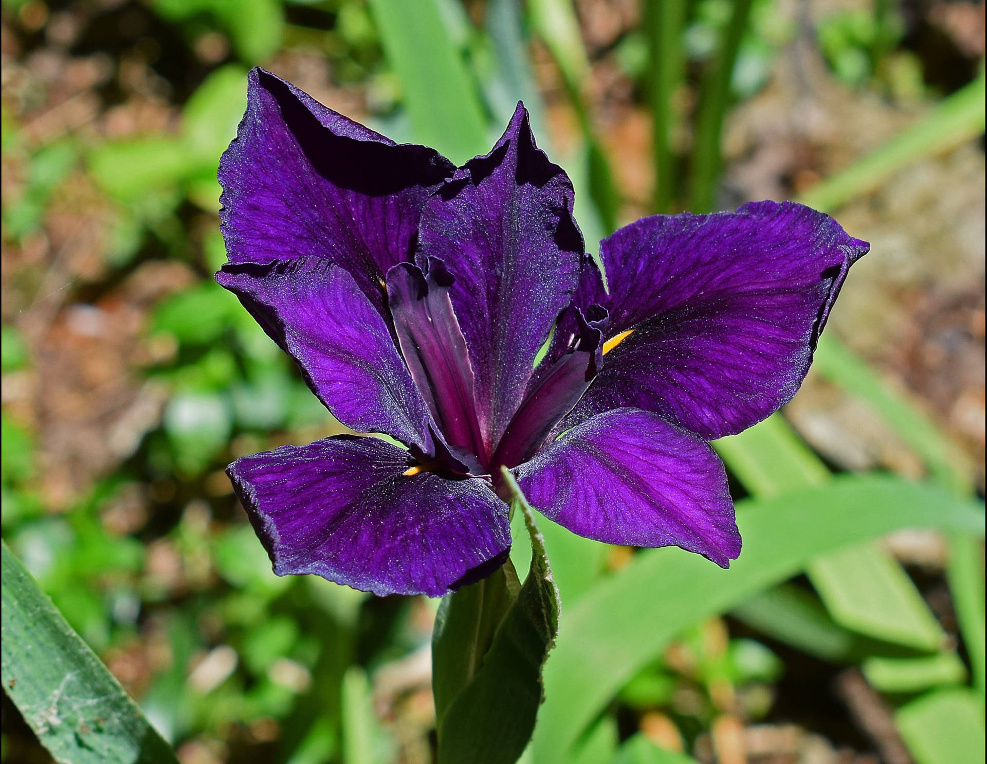 Top Iris Flower Wallpaper Full HD 4k To Use