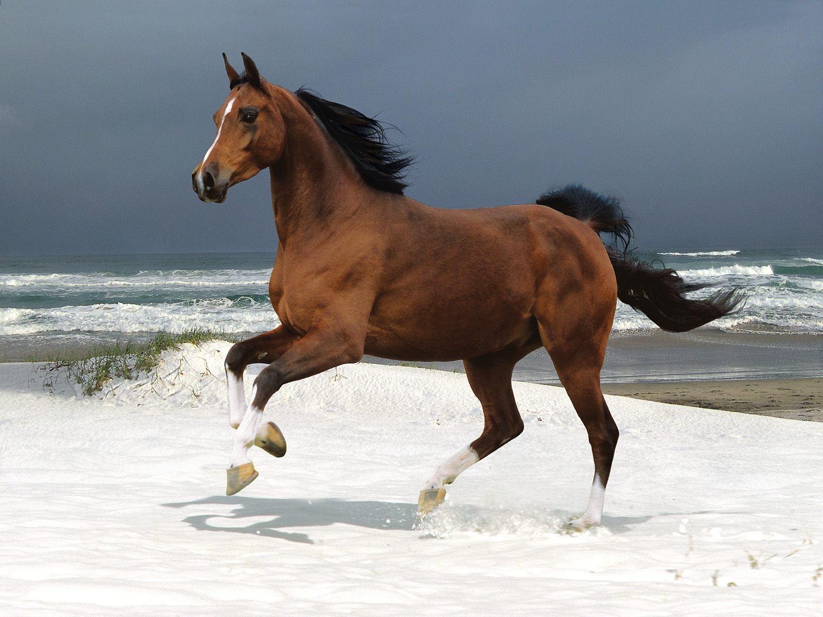 Wallpaper of a brown horse in gallop on the beach