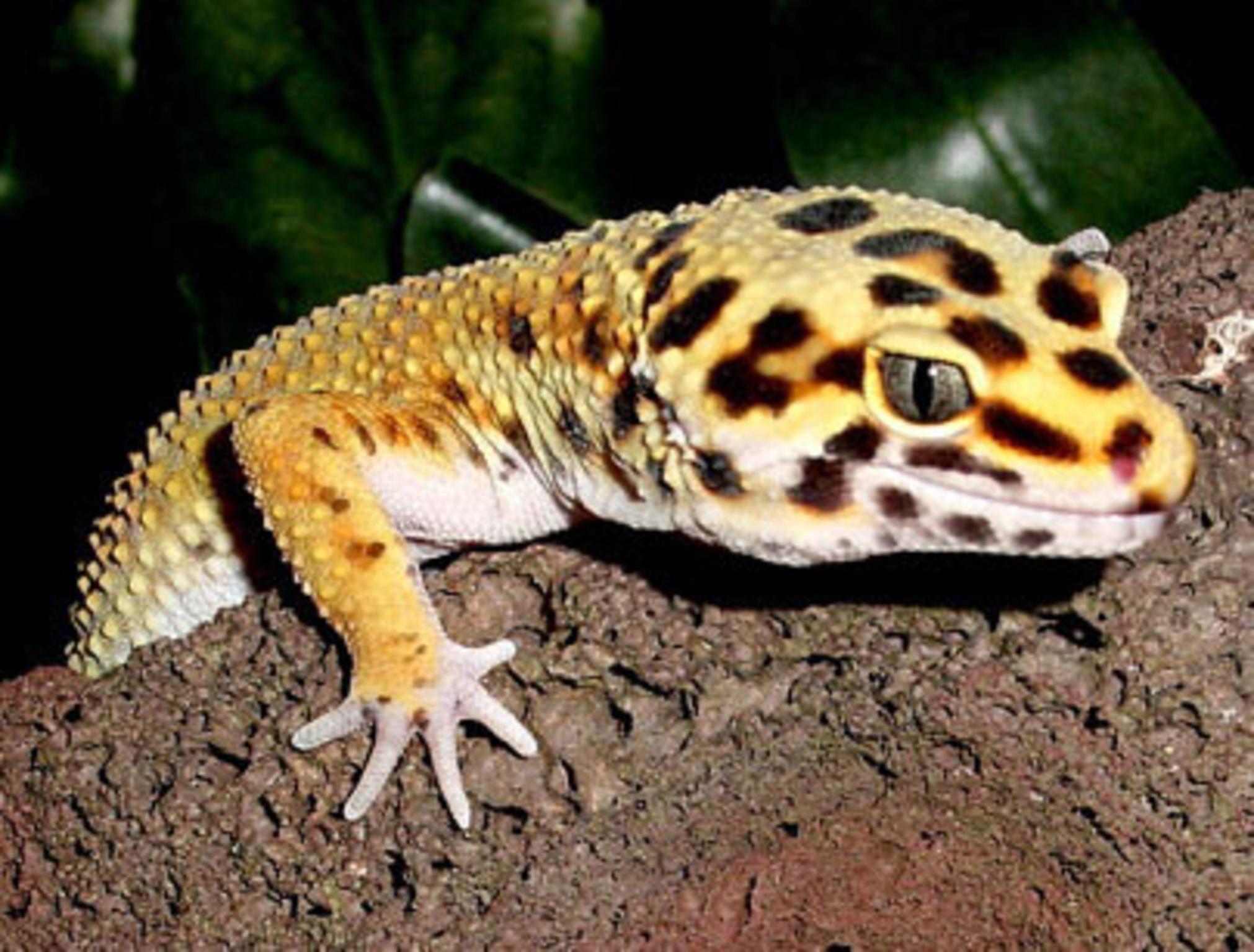 Gecko Photo Eye Reptiles Green Northland