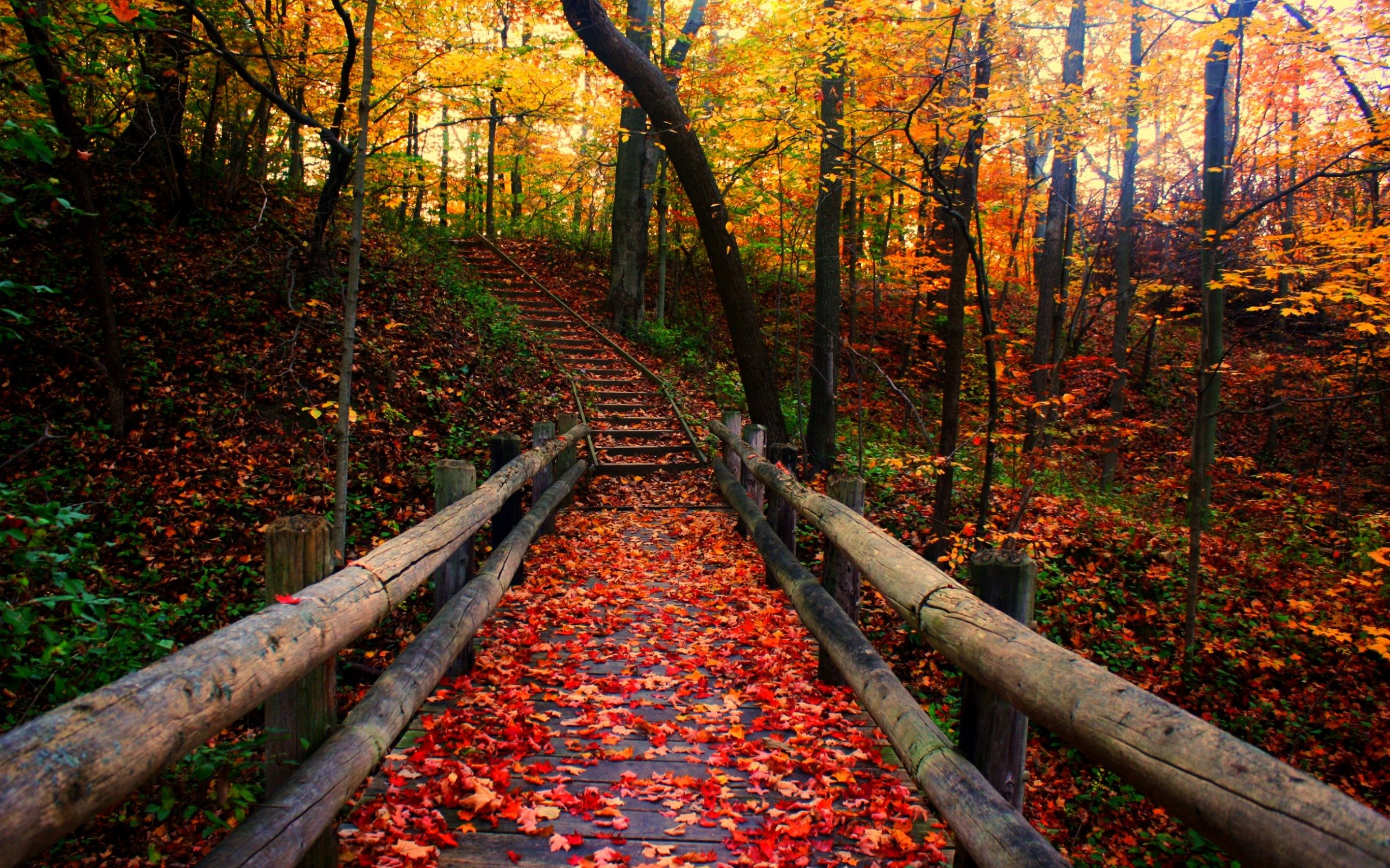 autumn free wallpaper autumn path 2560x1600 93197 Jessica Sheets 2560x1600