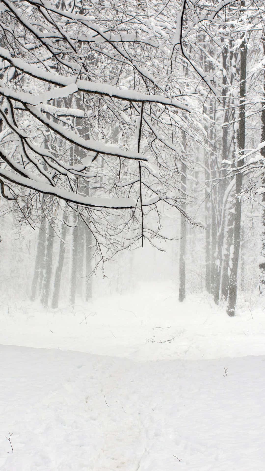 Winter Forest Phone Wallpaper