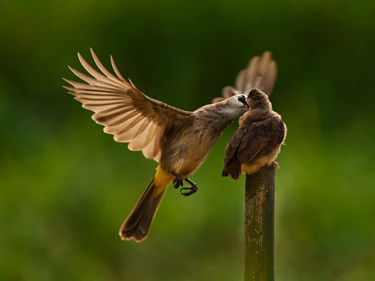 Mother Bird Picture Wallpaper